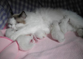 portée de Ginger - 7 jours - Chatterie Ragdolls du Val de Beauvoir